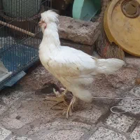 دو عدد خروس سلطان و جوجه