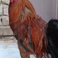 خروس لاری ترک