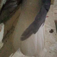 کفتر