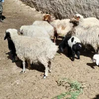 میش|حیوانات مزرعه|اقلید, |دیوار