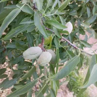 فروش زمین در شوراب صغیر