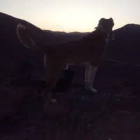 سگ گ|سگ|زهان, |دیوار