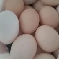 تخم مرغ محلی