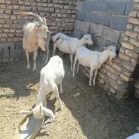 بز سانن