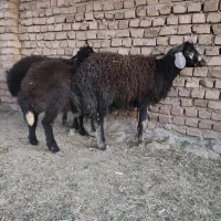 بره نر قره چال