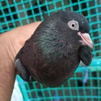 کبوتر پاکستانی