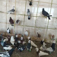 کفتر