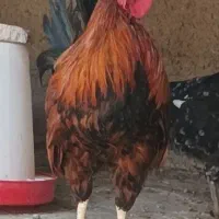 خروس|حیوانات مزرعه|مسجد سلیمان, |دیوار