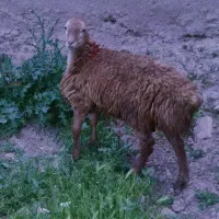 بره قوچ مغانی