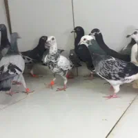 جوجه المانی دسته ۱۵تایی