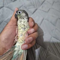 طوطی گرینچیک تراکوئیس یلوساید بالغ نر سخنگو