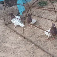 کبوتر جفتگاه رنگه