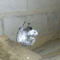 کبوترپلاکی