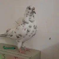 کبوتر دورغ