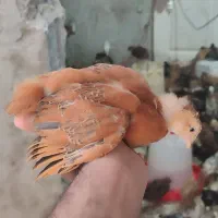 جوجه ۷۵ روزه گلپایگانی اصیل تضمینی