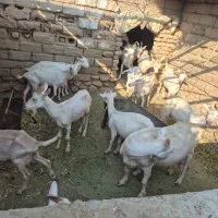 سانن|حیوانات مزرعه|گرمه, |دیوار