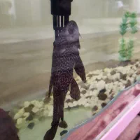 لجن خوار