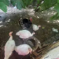 بقلمون گوشتی