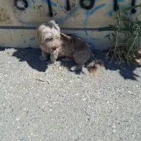 سگ گمشده