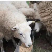 گوسفند داشتی