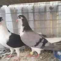 ساده فروشی