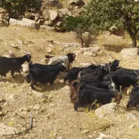 بز داشتی گوشتی فروش