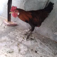 خروس