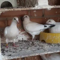 جوجه کبوتر