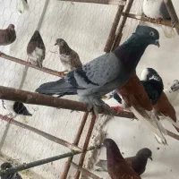 ۱۲۰عددکبوتر حراجی امروز تاشب  پرنده سرای پرطاووس