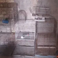 قفس پرنده
