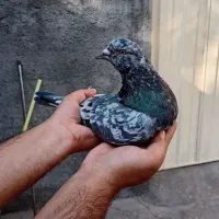 نرماده سور