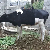 گاو