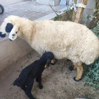 میش بره جوان