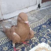 کبوترزرد دم سفید
