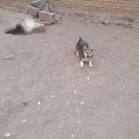 پاکوتا سرابی