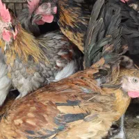 جوجه خروس محلی  پا مشکی