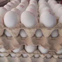 تخم مرغ