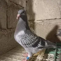 جوجه پلاکی