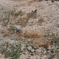 زمین ۲ بر جا مغازه