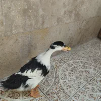 فروش‌‌یک‌اردک‌