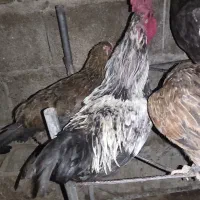 دوتا خروس جوان