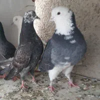 کبوتر