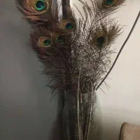 پرطاووس