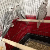 عروس هلندی ایزابلا