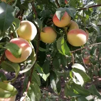 نهالستان آقائی انواع نهال الو گیلاس بادام هلوو...