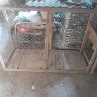 لانه پرنده مرغ و خروس