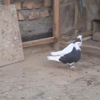 کبوتر
