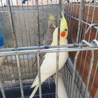 عروس هلندی