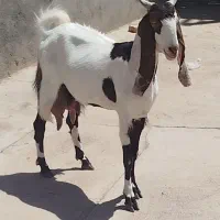 بز شیرا