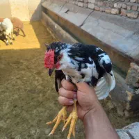 خروس گلین